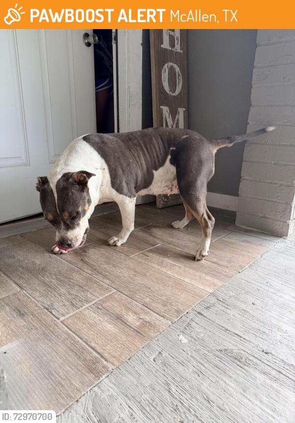 Found/Stray Female Dog last seen Heron and 22nd lane, McAllen, TX 78504