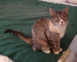 Reunited Female Cat last seen S Fortuna Way and Mile High Drive Millcreek Utah, Salt Lake City, UT 84124