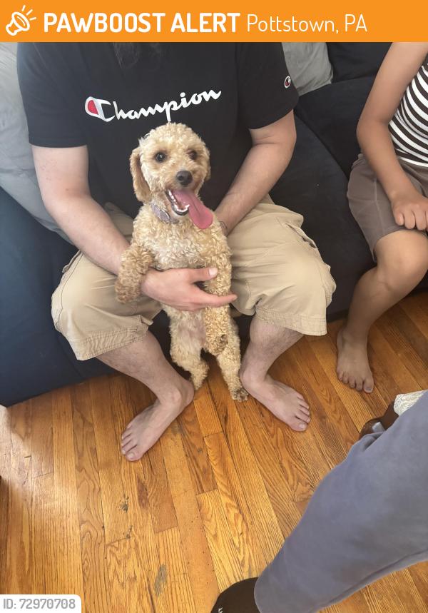 Surrendered Female Dog last seen South street , Pottstown, PA 19464