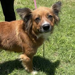 Shelter Stray Female Dog last seen , 328 Furman Hall Rd, Greenville, SC 29609, USA
