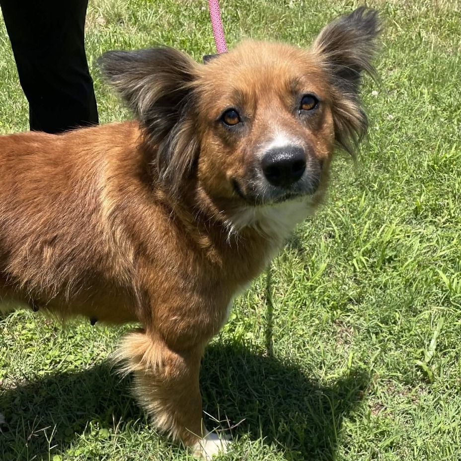 Shelter Stray Female Dog last seen , 328 Furman Hall Rd, Greenville, SC 29609, USA