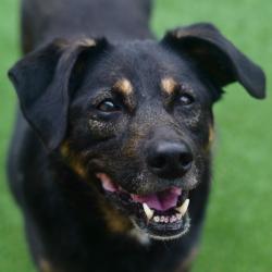 Shelter Stray Female Dog last seen , 3173 K-68 Hwy, Ottawa, KS 66067, USA