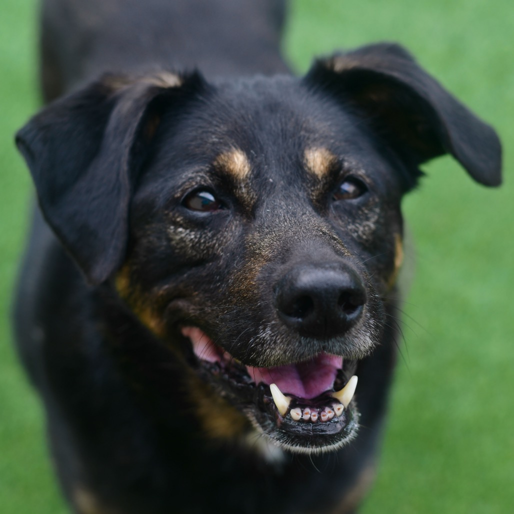 Shelter Stray Female Dog last seen , 3173 K-68 Hwy, Ottawa, KS 66067, USA