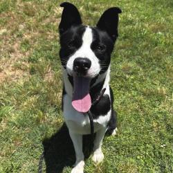 Shelter Stray Male Dog last seen , Greenville, SC 29609