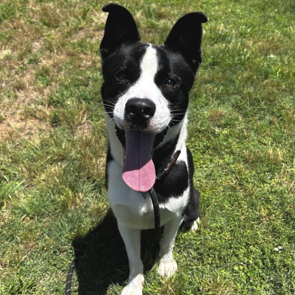 Shelter Stray Male Dog last seen , Greenville, SC 29609