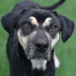 Shelter Stray Female Dog last seen , 3173 K-68 Hwy, Ottawa, KS 66067, USA
