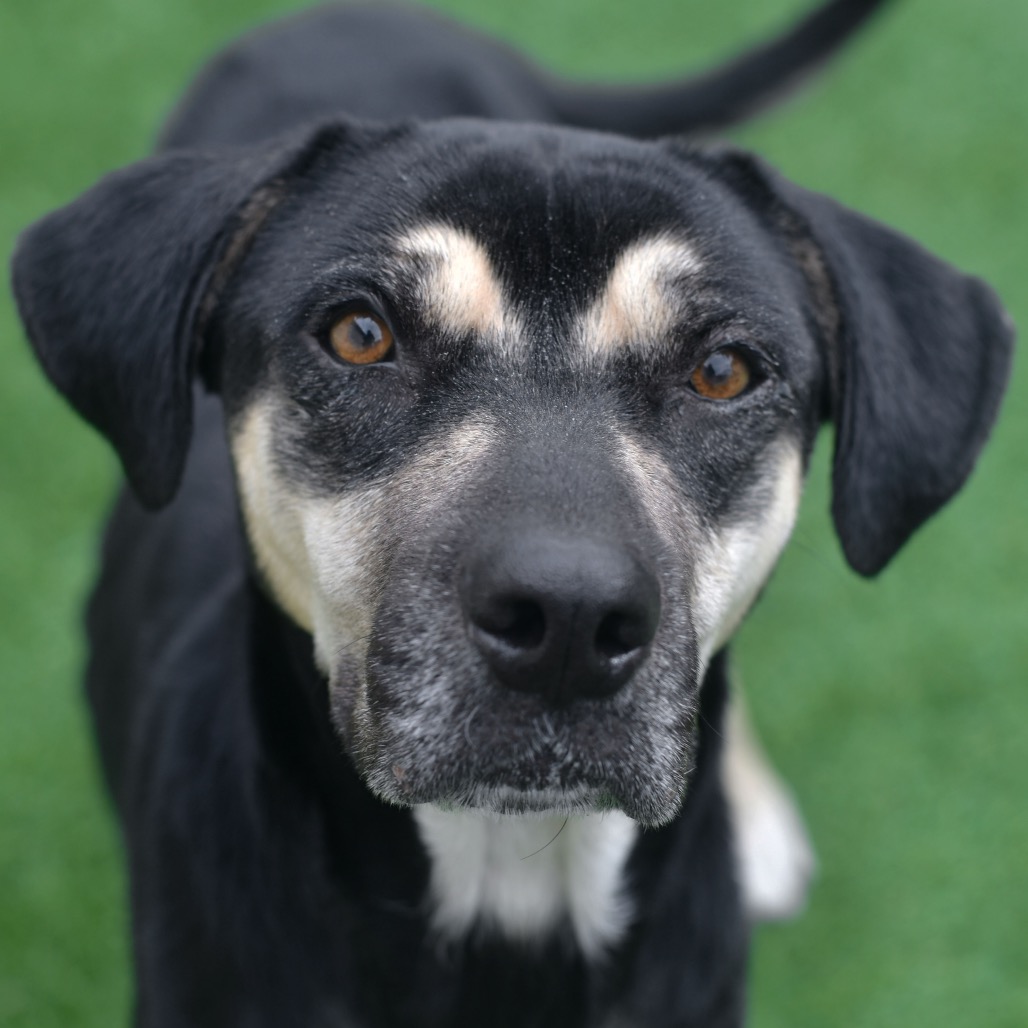 Shelter Stray Female Dog last seen , 3173 K-68 Hwy, Ottawa, KS 66067, USA