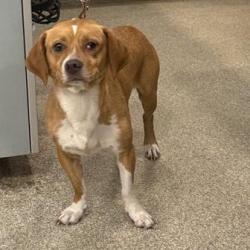 Shelter Stray Female Dog last seen , Jacksonville, FL 32216