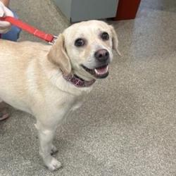 Shelter Stray Female Dog last seen , Jacksonville, FL 32216