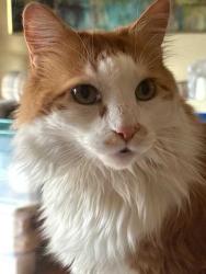 Reunited Male Cat last seen Heritage Drive between Greenmeadow and Greenbriar, Lancaster, NY 14086