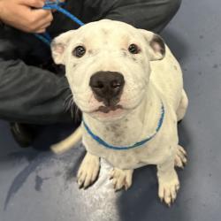 Shelter Stray Male Dog last seen , Greensboro, NC 27409