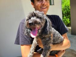 Reunited Unknown Dog last seen Shea/ 84th St, Scottsdale, AZ 85258