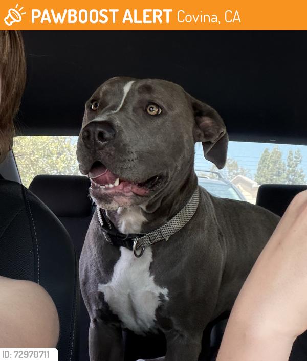 Found/Stray Female Dog last seen Covina Hills Rd And Rancho el Encino , Covina, CA 91724