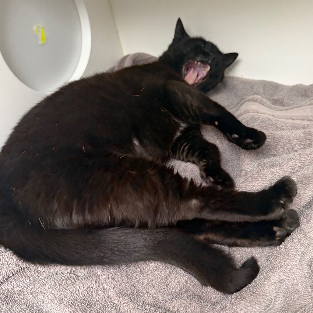 Shelter Stray Female Cat last seen , Animal Care & Control Team of Philly, 111 W Hunting Park Ave, Philadelphia, PA 19140, USA
