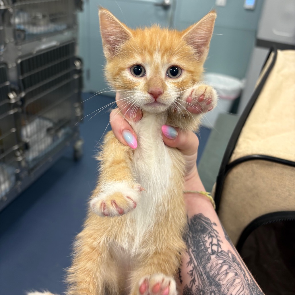 Shelter Stray Unknown Cat last seen , Greensboro, NC 27409