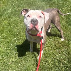 Shelter Stray Male Dog last seen , Philadelphia, PA 19140