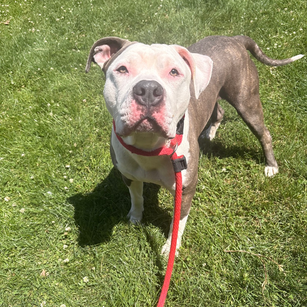 Shelter Stray Male Dog last seen , Animal Care & Control Team of Philly, 111 W Hunting Park Ave, Philadelphia, PA 19140, USA