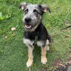Shelter Stray Male Dog last seen , Memphis, TN 38133