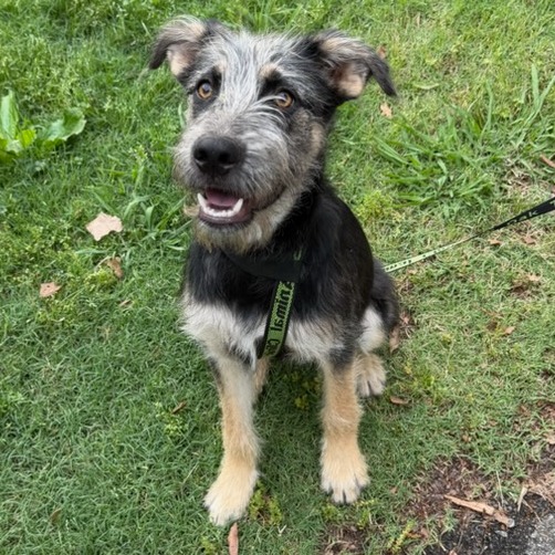 Shelter Stray Male Dog last seen , Memphis, TN 38133