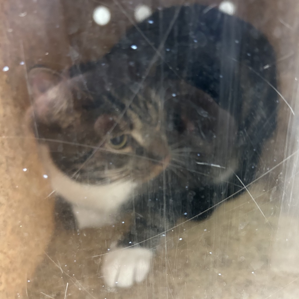 Shelter Stray Female Cat last seen , Philadelphia, PA 19140