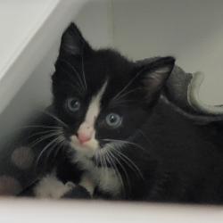 Shelter Stray Male Cat last seen , Port Richey, FL 34653