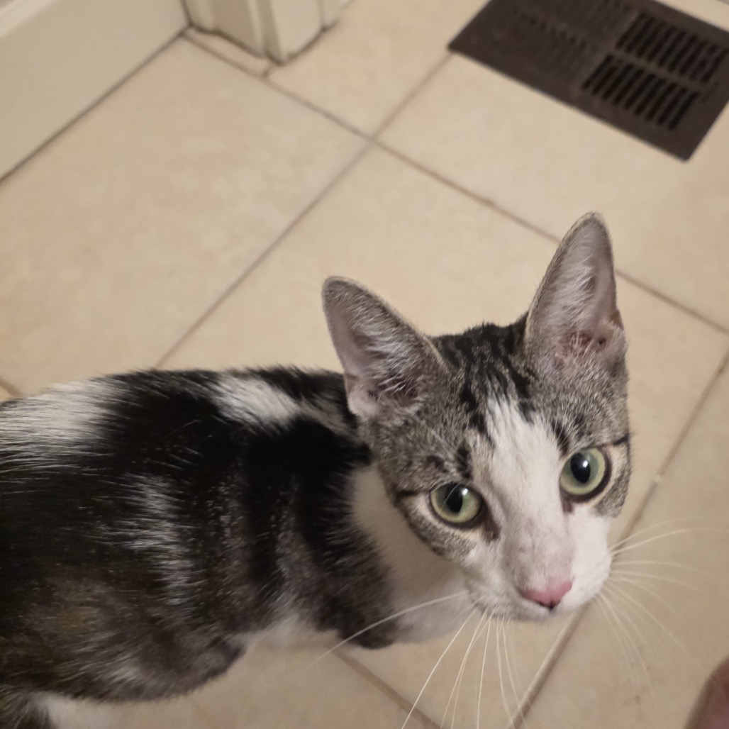 Shelter Stray Female Cat last seen , Port Richey, FL 34653