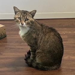 Shelter Stray Male Cat last seen , Port Richey, FL 34653
