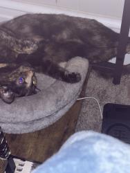 Reunited Female Cat last seen North 12th st by the Beutux Park, Lebanon, PA 17046
