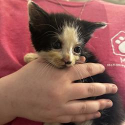 Shelter Stray Female Cat last seen , Red Bank, TN 37415