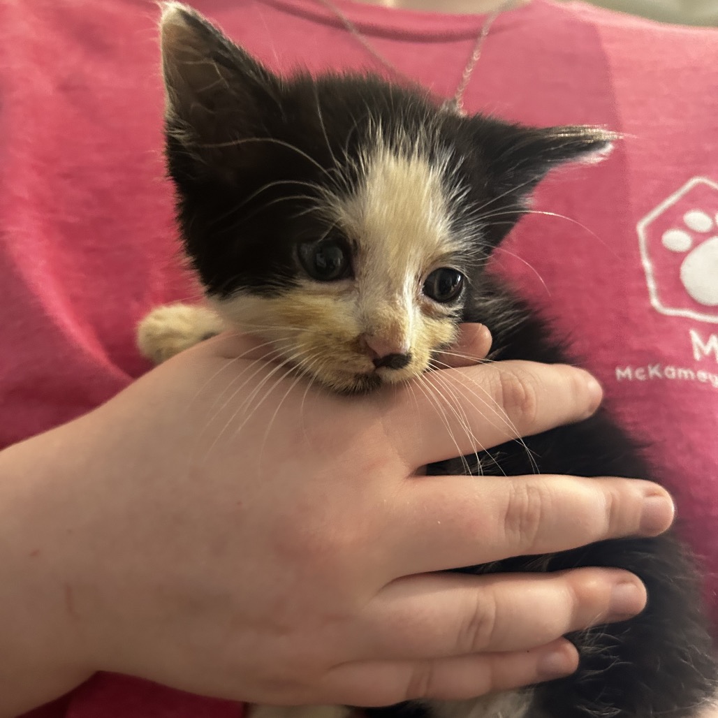 Shelter Stray Female Cat last seen , Red Bank, TN 37415
