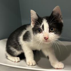 Shelter Stray Female Cat last seen , Red Bank, TN 37415