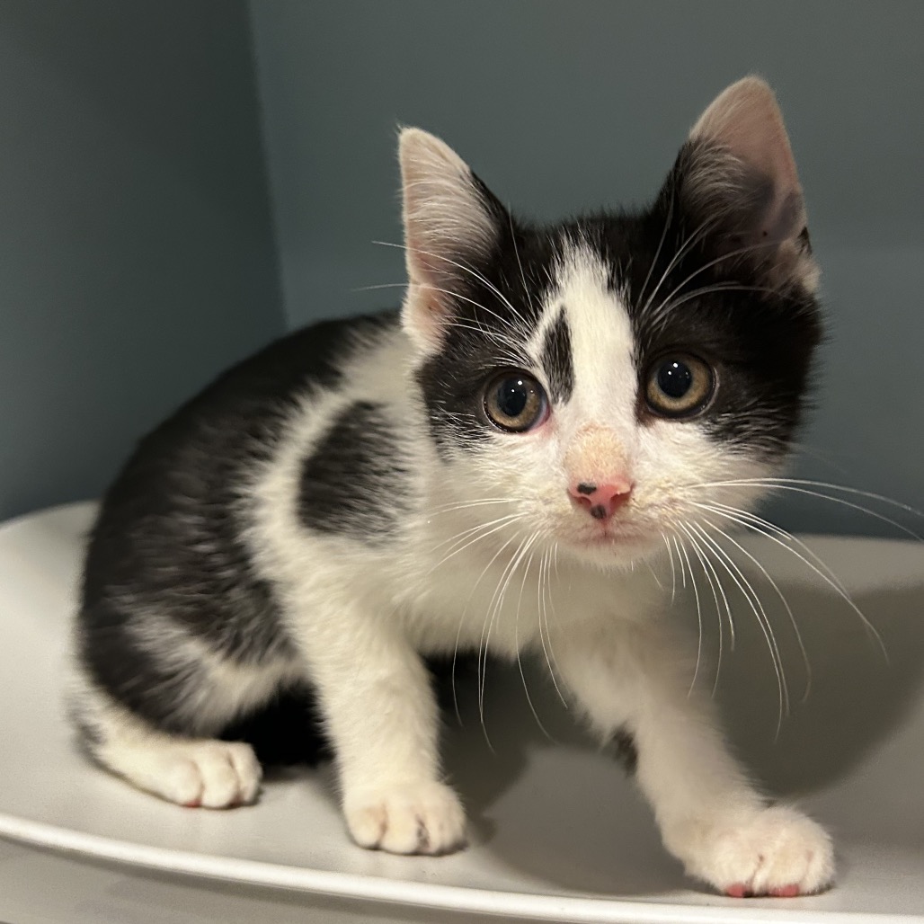 Shelter Stray Female Cat last seen , Red Bank, TN 37415