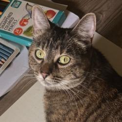 Lost Female Cat last seen Paularino Ave & Manistee Dr , Costa Mesa, CA 92626