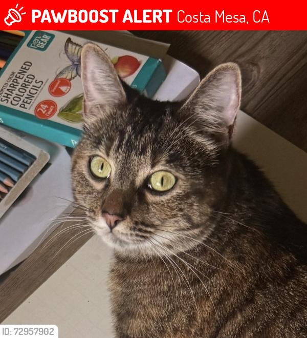 Lost Female Cat last seen Paularino Ave & Manistee Dr, Costa Mesa, CA 92626