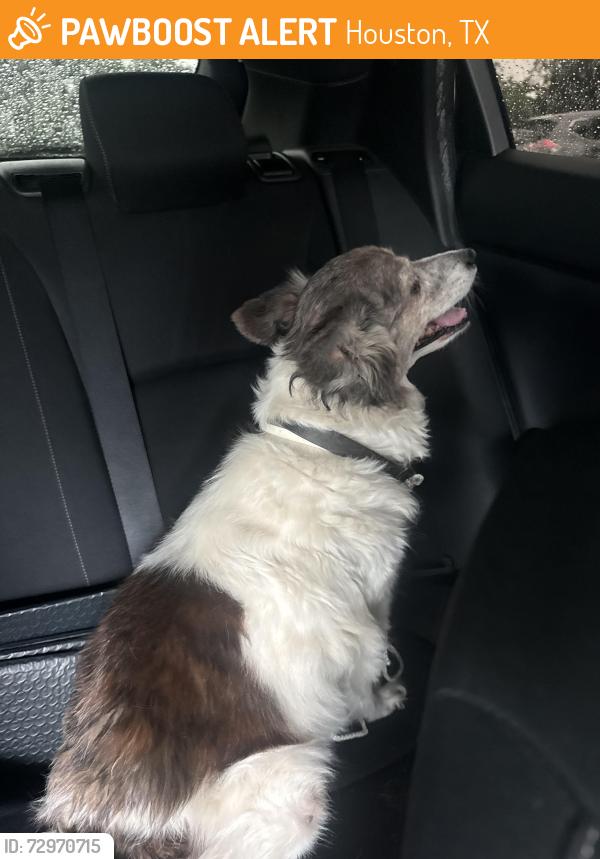 Found/Stray Male Dog last seen Washington Ave and Houston Ave, Houston, TX 77007