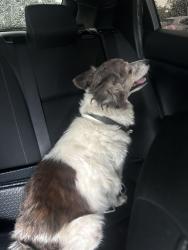 Found/Stray Male Dog last seen Washington Ave and Houston Ave, Houston, TX 77007