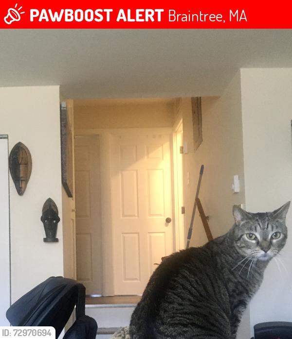 Lost Male Cat last seen Shaw st. Windjammer Cove, Braintree, MA 02184