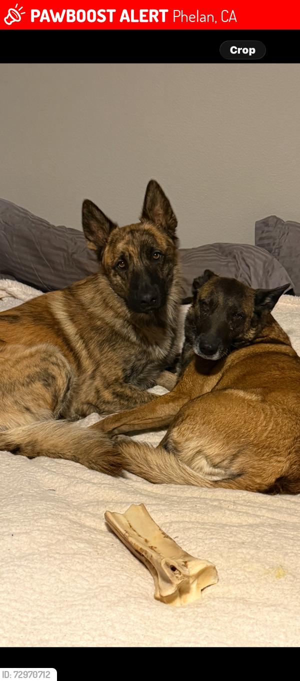 Lost Male Dog last seen Last seen on Valencia st and caughlin in phelan ca heading east, Phelan, CA 92371
