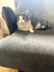 Lost Female Cat last seen Bridgestone subdivision , Cumming, GA 30040