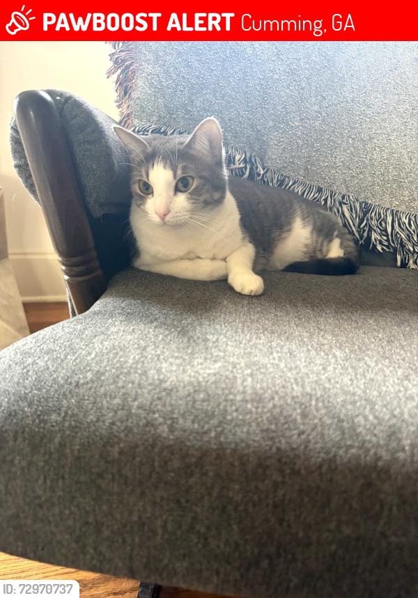 Lost Female Cat last seen Bridgestone subdivision , Cumming, GA 30040