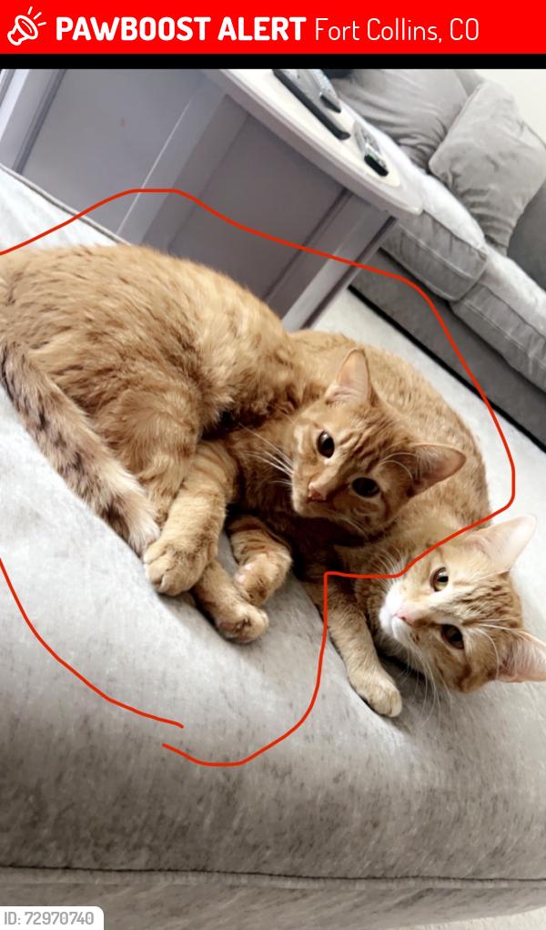 Lost Female Cat last seen bruns dr , Fort Collins, CO 80525