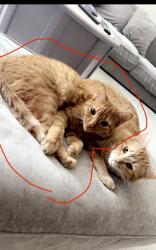 Lost Female Cat last seen bruns dr , Fort Collins, CO 80525