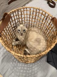 Lost Male Cat last seen Poinciana Lane, Largo, FL 33770
