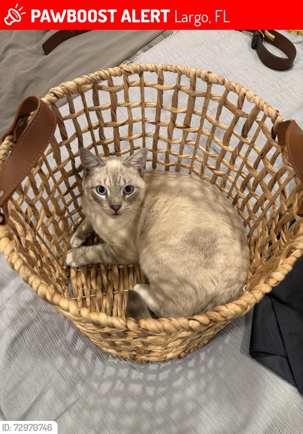 Lost Male Cat last seen Poinciana Lane, Largo, FL 33770