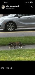 Found/Stray Unknown Cat last seen Chelsea and plaza terrace drive, Orlando, FL 32803