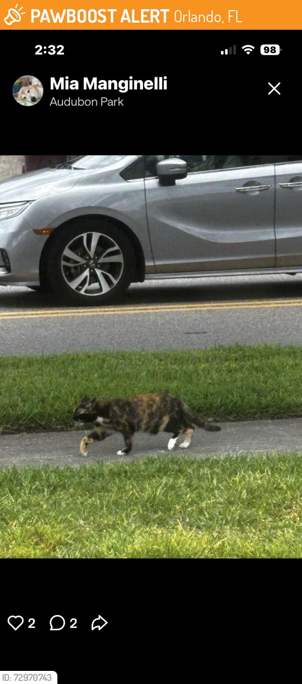 Found/Stray Unknown Cat last seen Chelsea and plaza terrace drive, Orlando, FL 32803
