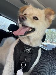 Reunited Male Dog last seen N Arrowhead Ave and East Highland Blvd, San Bernardino, CA 92405