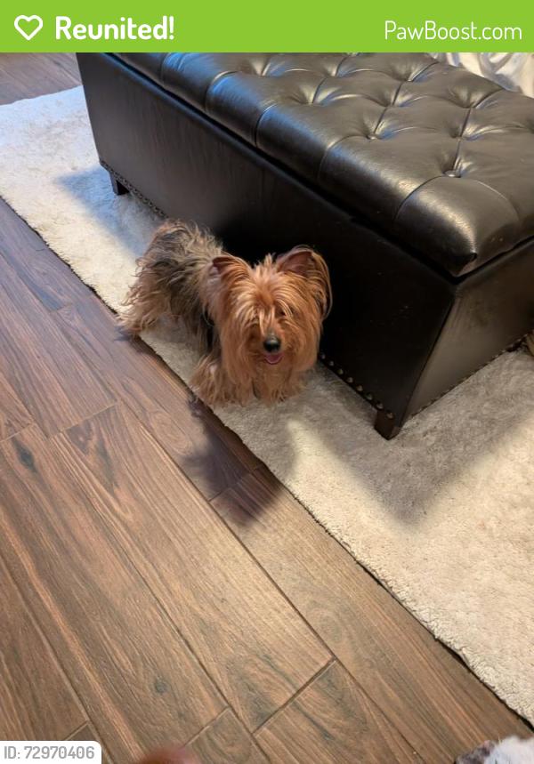 Reunited Female Dog last seen Park Row and Cooper , Arlington, TX 76010