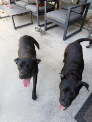 Found/Stray Male Dog last seen Ten Mile Bridge and Newcastle, Fort Worth, TX 76135
