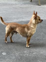 Reunited Male Dog last seen Brownsville , Miami, FL 33142